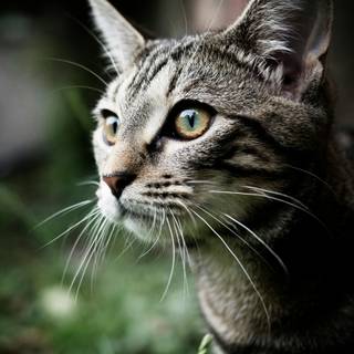 Gray tabby cat wallpaper