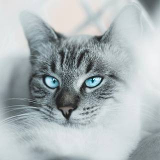Gray tabby cat wallpaper