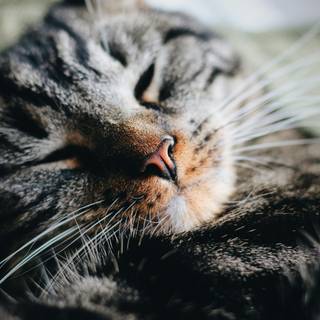 Gray tabby cat wallpaper