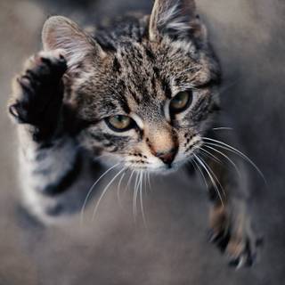 Gray tabby cat wallpaper