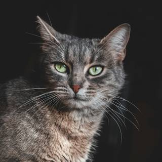 Gray tabby cat wallpaper
