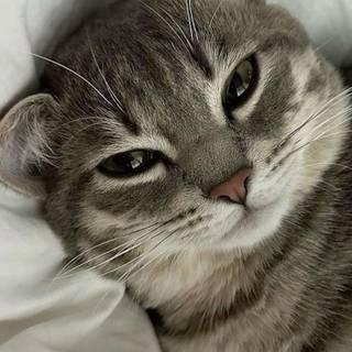 Gray tabby cat wallpaper