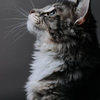 Gray tabby cat wallpaper