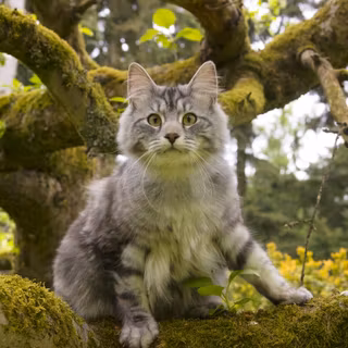 Gray tabby cat wallpaper