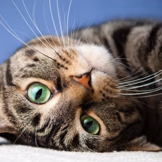 Gray tabby cat wallpaper