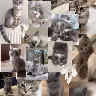 Gray tabby cat wallpaper