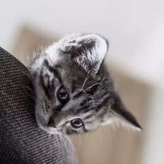 Gray tabby cat wallpaper