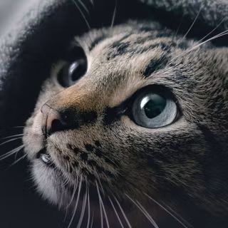 Gray tabby cat wallpaper
