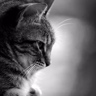 Gray tabby cat wallpaper