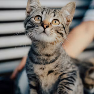 Gray tabby cat wallpaper