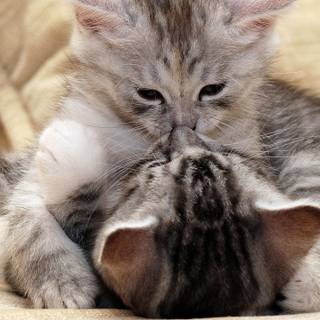 Gray tabby cat wallpaper