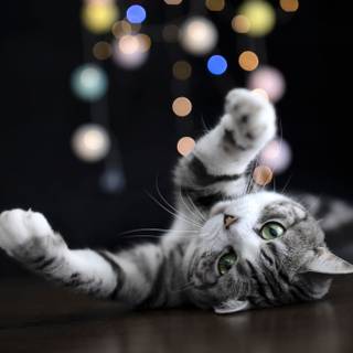 Gray tabby cat wallpaper