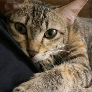 Gray tabby cat wallpaper