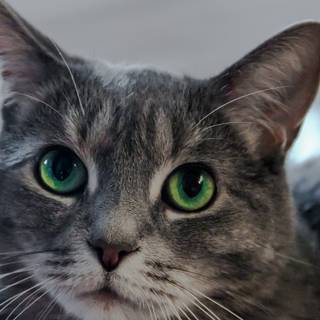 Gray tabby cat wallpaper