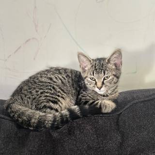 Gray tabby cat wallpaper