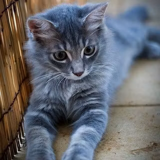 Gray tabby cat wallpaper