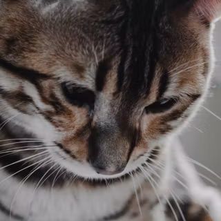 Gray tabby cat wallpaper