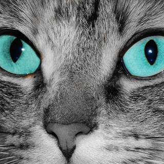Gray tabby cat wallpaper