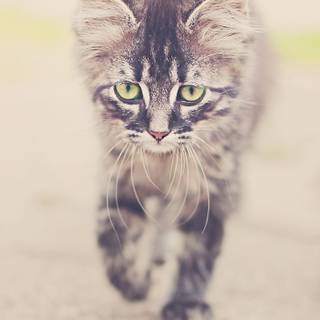 Gray tabby cat wallpaper