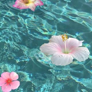Hibiscus and seashells wallpaper