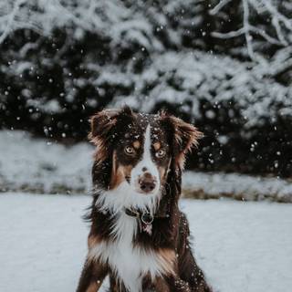 Winter borders iPhone wallpaper