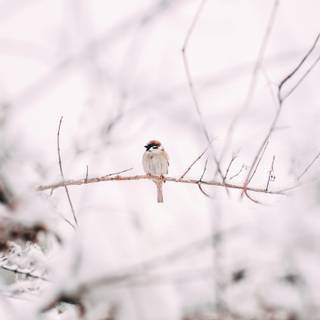 Winter birds phone wallpaper