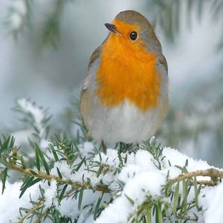 Winter birds phone wallpaper