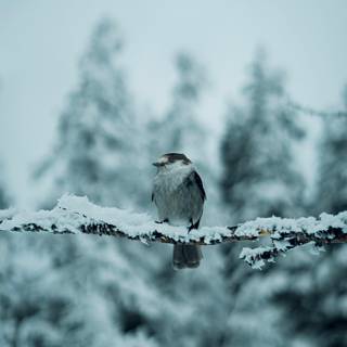 Winter birds phone wallpaper
