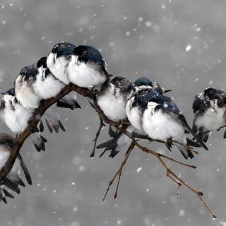 Winter birds desktop wallpaper