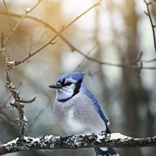 Winter birds phone wallpaper