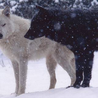 Black and white winter wolf wallpaper