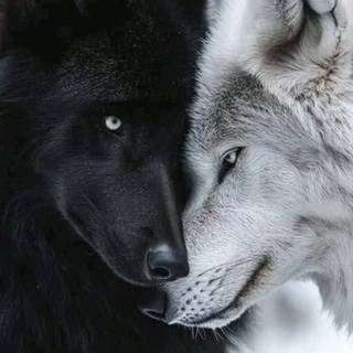Black and white winter wolf wallpaper