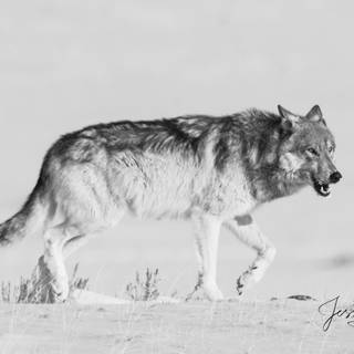 Black and white winter wolf wallpaper