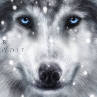 Black and white winter wolf wallpaper