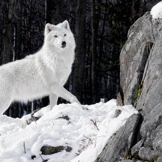 Black and white winter wolf wallpaper