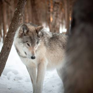 Black and white winter wolf wallpaper