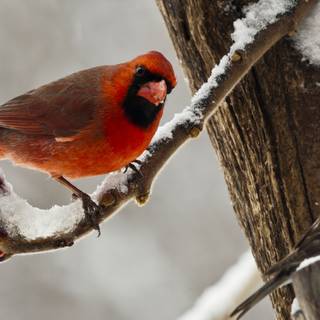 Winter birds desktop wallpaper