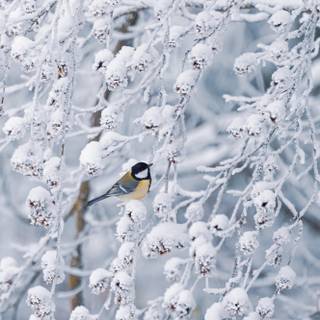 Winter birds phone wallpaper