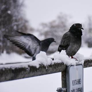 Winter birds phone wallpaper