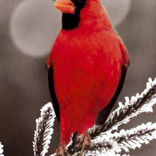 Winter birds phone wallpaper