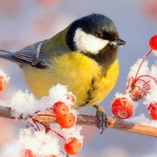 Winter birds phone wallpaper