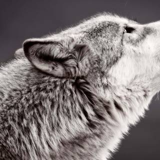 Black and white winter wolf wallpaper