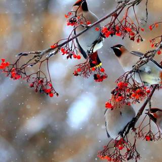 Winter birds phone wallpaper