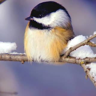 Winter birds desktop wallpaper