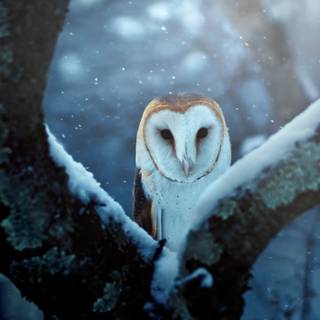 Winter birds phone wallpaper