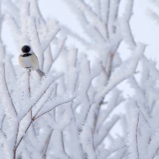 Winter birds desktop wallpaper