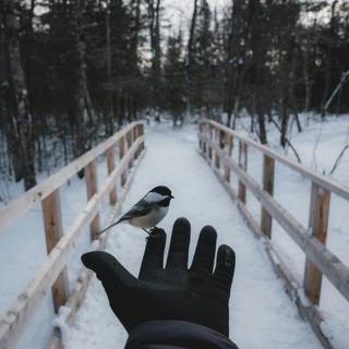 Winter birds phone wallpaper