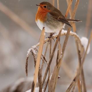 Winter birds phone wallpaper