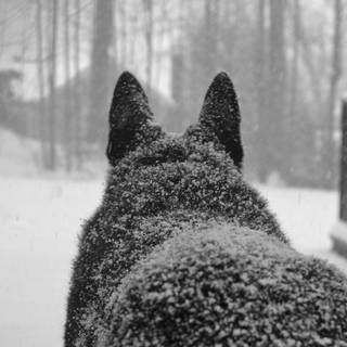 Black and white winter wolf wallpaper