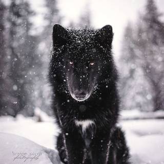 Black and white winter wolf wallpaper